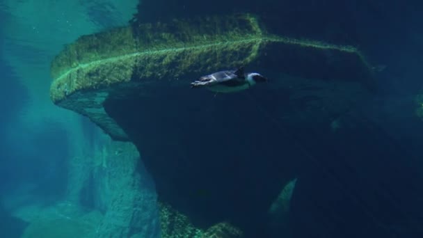 Podvodní Video Oceán Tučňák Potápění — Stock video