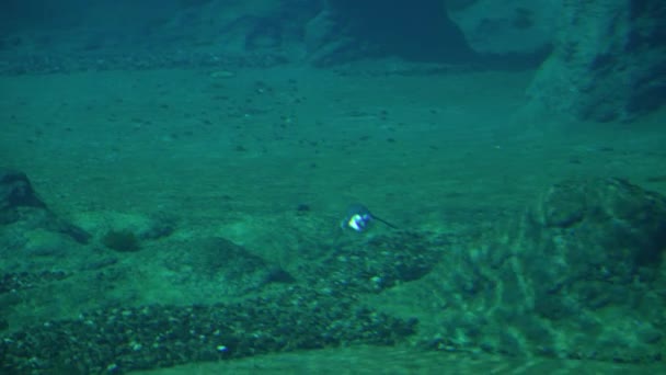 Podvodní Video Oceán Tučňák Potápění — Stock video