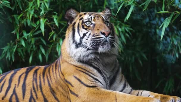 Тигр Небезпечний Хижак Пухнастий Красивий — стокове відео