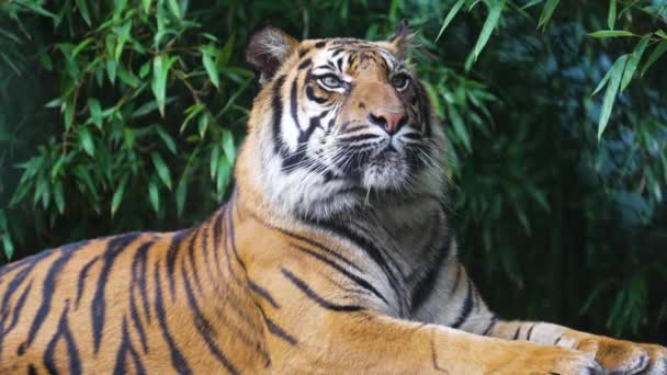 Tigre Predador Perigoso Peludo Bonito — Vídeo de Stock