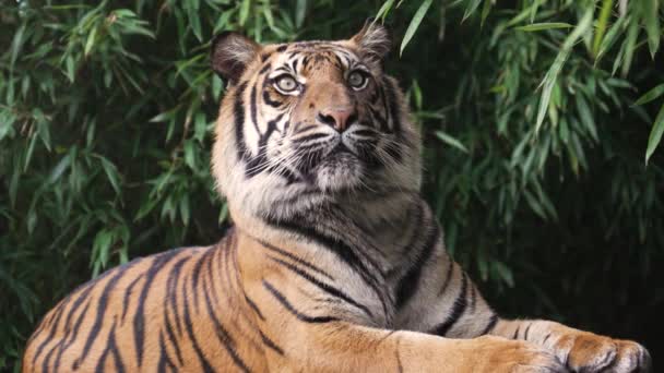 Tiger Farlig Rovdjur Lurvig Vacker — Stockvideo
