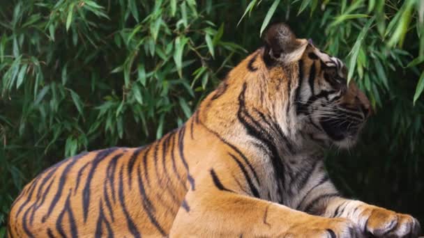 Tigris Veszélyes Ragadozó Szőrös Gyönyörű — Stock videók