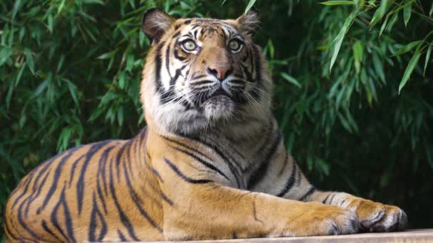 Tiger Dangerous Predator Furry Beautiful — Stock Video