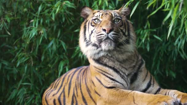 Tigre Pericoloso Predatore Peloso Bello — Video Stock