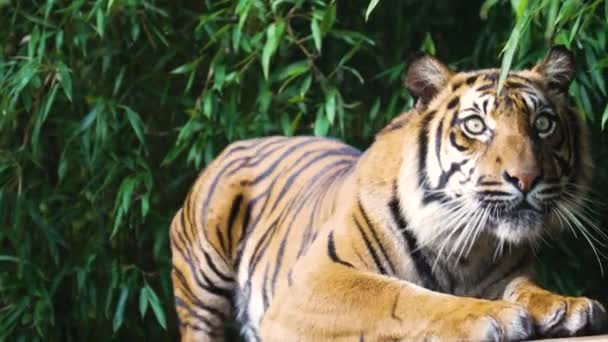Tigris Veszélyes Ragadozó Szőrös Gyönyörű — Stock videók