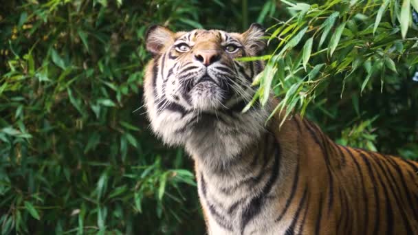 Tigre Peligroso Depredador Peludo Hermosa — Vídeo de stock
