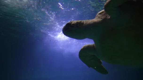 Podvodní Video Obrovské Želvy Plavání — Stock video