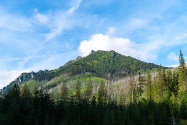 Dağ manzaralı orman manzarası Polonya Zakopane