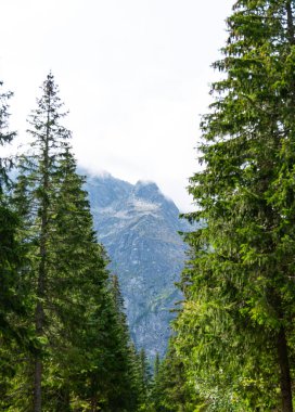 Dağ manzaralı orman manzarası Polonya Zakopane