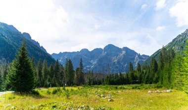 Dağ manzaralı orman manzarası Polonya Zakopane