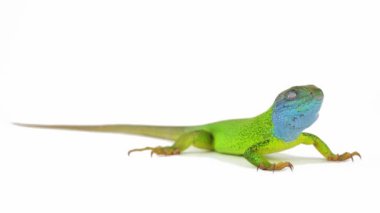 Beyaz arkaplan üzerindeki kertenkele izole ekran seti