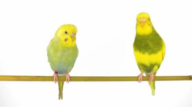 Beyaz arkaplanda izole edilmiş iki papağan