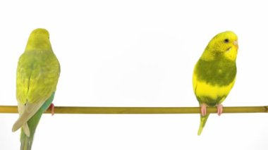 Beyaz arkaplanda izole edilmiş iki papağan