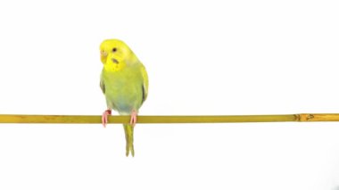 Beyaz arkaplanda izole edilmiş iki papağan