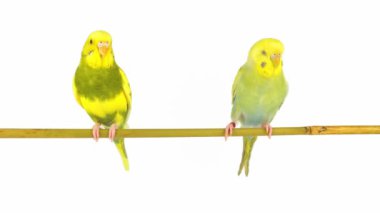 Beyaz arkaplanda izole edilmiş iki papağan