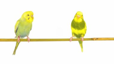 Beyaz arkaplanda izole edilmiş iki papağan