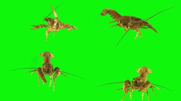 绿色背景孤立集龙虾蟹 — 图库视频影像