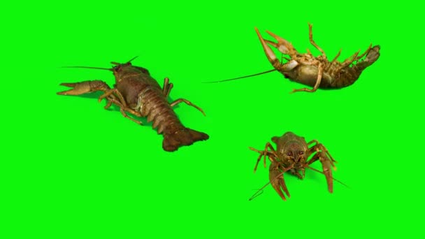Kepiting Lobster Pada Latar Belakang Hijau Terisolasi Set — Stok Video