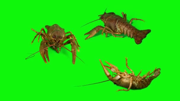 Kepiting Lobster Pada Latar Belakang Putih Terisolasi Set — Stok Video