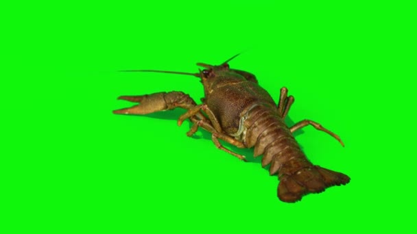 绿色背景的龙虾蟹分离 — 图库视频影像