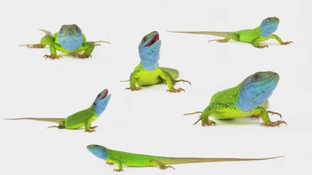 Lizard White Background Isolated Screen Set — Stock Video