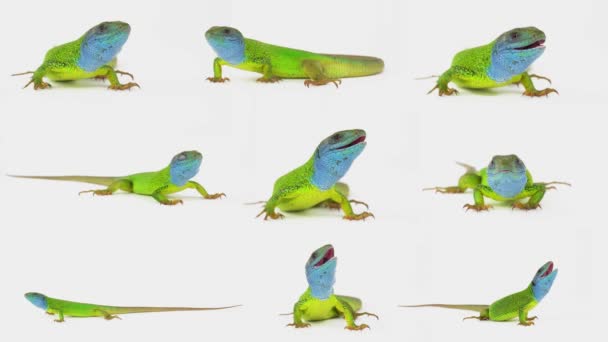 Lizard White Background Isolated Screen Set — Stock Video