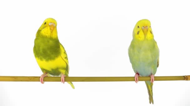 Två Undulater Papegoja Isolerad Vit Bakgrund Skärm — Stockvideo