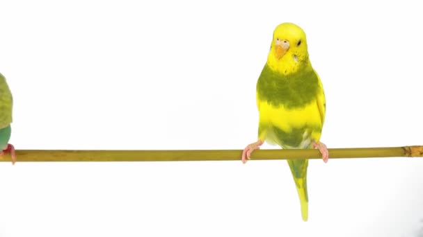 Dois Periquitos Papagaio Isolado Tela Fundo Branco — Vídeo de Stock
