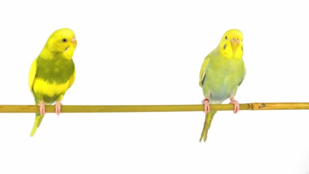 Two Budgies Parrot Isolated White Background Screen — Stock Video