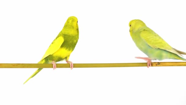 Zwei Wellensittiche Papagei Isoliert Auf Weißem Hintergrund Bildschirm — Stockvideo