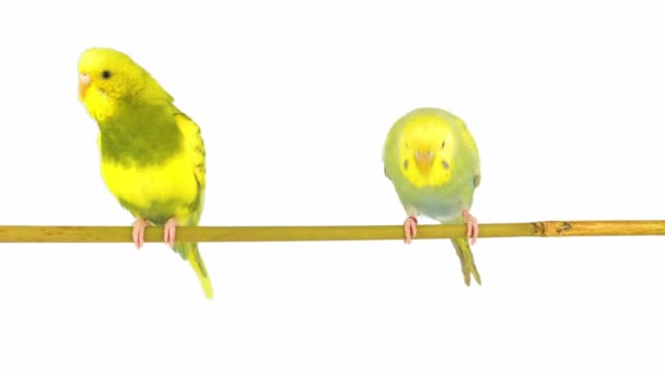 Two Budgies Parrot Isolated White Background Screen — Stock Video