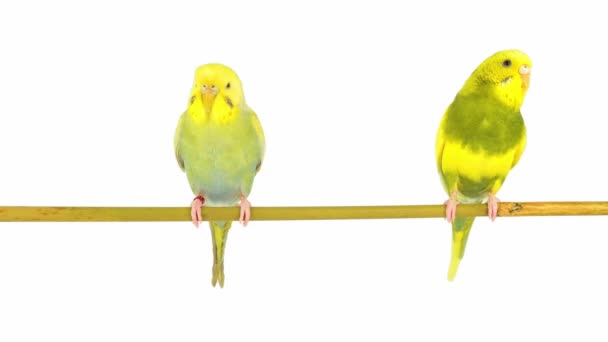 Два Папуги Ізольовані Білому Тлі Екрана — стокове відео