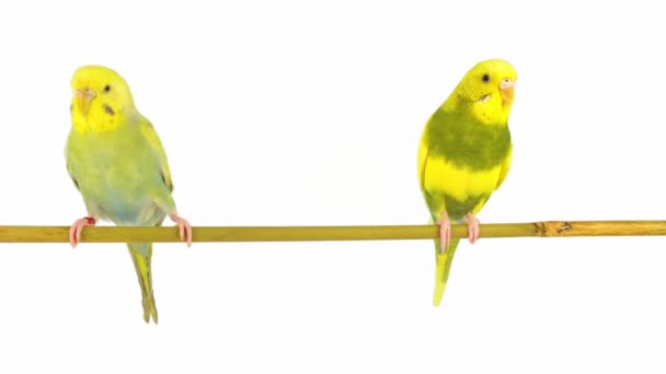 Dwie Papugi Papuga Izolowane Białym Tle Ekranu — Wideo stockowe
