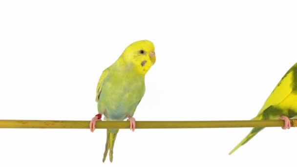 Dwie Papugi Papuga Izolowane Białym Tle Ekranu — Wideo stockowe