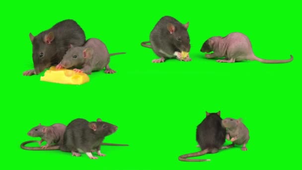 Ratten Groene Achtergrond Scherm Set — Stockvideo