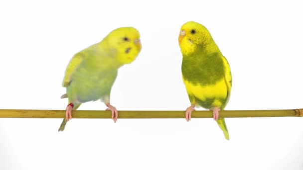 Два Папуги Ізольовані Білому Тлі Екрана — стокове відео