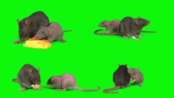 Ratti Sfondo Verde Schermo Impostato — Video Stock