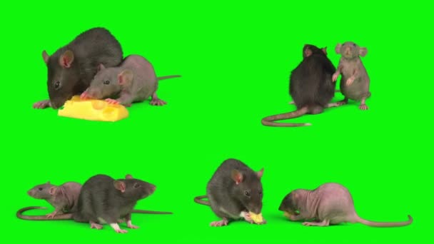 Крысы Зеленом Фоне — стоковое видео