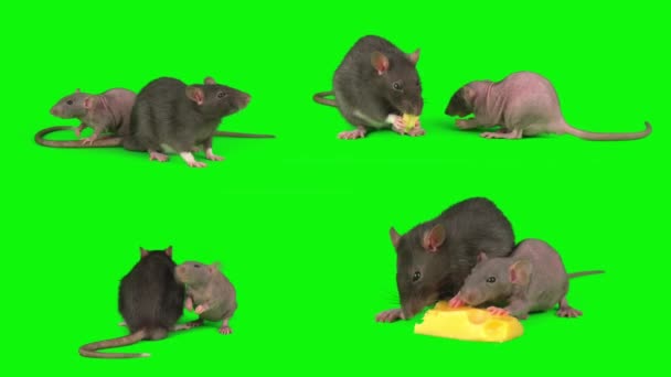 在绿色背景屏幕上的老鼠 — 图库视频影像