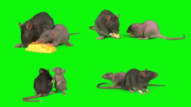 Rats Green Background Screen Set — Stock Video