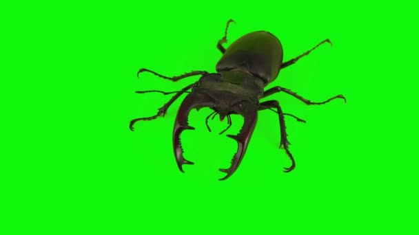 Stag Beetle Isolated Green Background Set — Stock Video