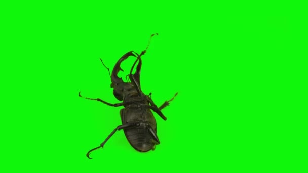 Stag Beetle Isolated Green Background Set — Stock Video