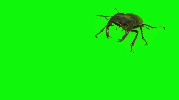 Bekarböceği Yeşil Arkaplanda Izole Edildi — Stok video