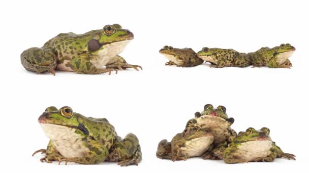 蟾蜍蛙分离在白色背景集合上 — 图库视频影像