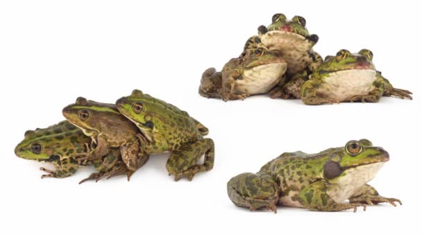 Toad Frog Isolated White Background Set — Stock Video