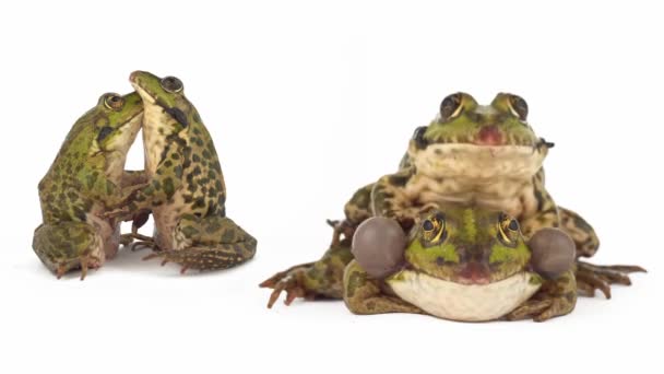Toad Frog Isolated White Background Set — Stock Video