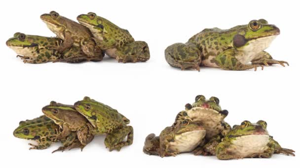 Žába Žába Izolované Bílém Pozadí Nastavit — Stock video