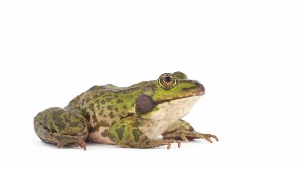 Sapo Rana Aislada Sobre Fondo Blanco Conjunto — Vídeos de Stock