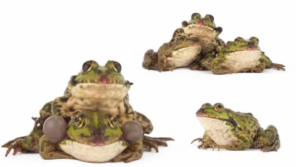 Žába Žába Izolované Bílém Pozadí Nastavit — Stock video