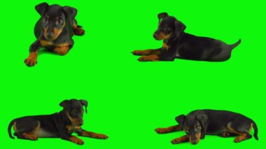 Köpek yavrusu yeşil arkaplan ekranında izole edildi